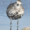 Black-bellied Plover